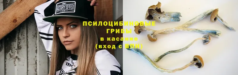 Галлюциногенные грибы Psilocybine cubensis  мега зеркало  Елизово 